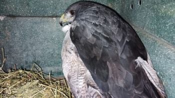 Especie protegida :investigan la muerte de cinco águilas moras en Rivadavia 