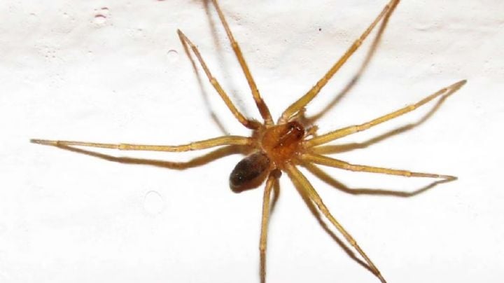 Una mujer murió en Tucumán por la presunta picadura de una araña