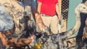 Foto ilustrativa de la nota titulada: Secuestraron tres ñandúes en una finca de Maipú 