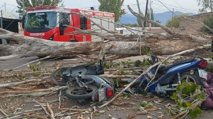Un motociclista murió aplastado por un árbol en Las Heras y otro resultó herido 