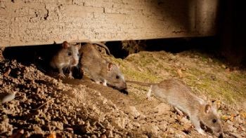 Hantavirus: recomendaciones para prevenir contagios