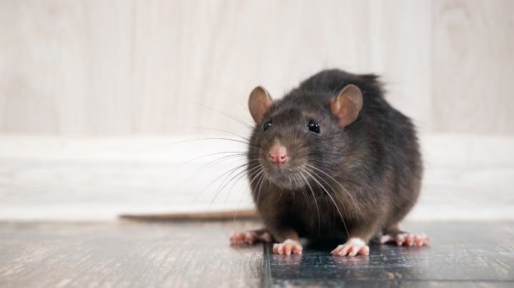 Científicas argentinas descubren que un spray que podría prevenir el contagio de hantavirus 