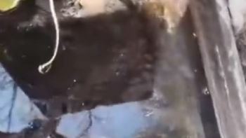 Video: cuatro reclamos y una pérdida de agua que nadie soluciona en Luján de Cuyo