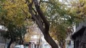 Foto ilustrativa de la nota titulada: La insólita respuesta de la IA de Guaymallén ante un árbol a punto de caer