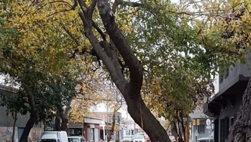 La insólita respuesta de la IA de Guaymallén ante un árbol a punto de caer